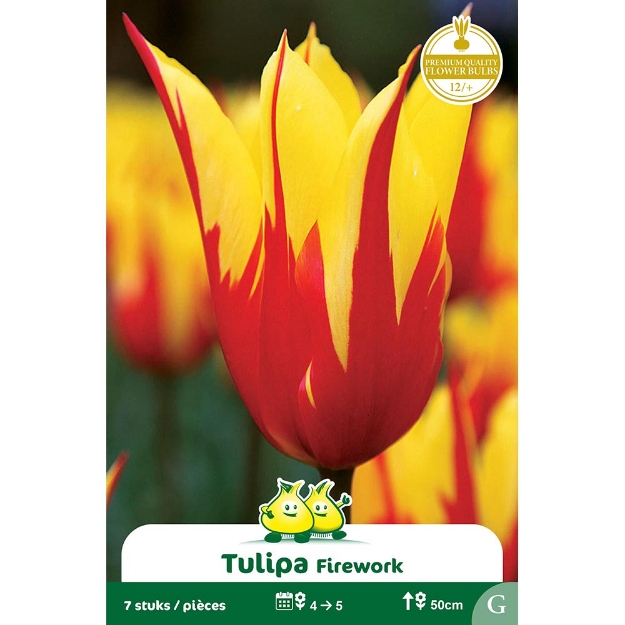Image de Paquet FLEUR DE LIS FIRE WORKS G cal :12/+