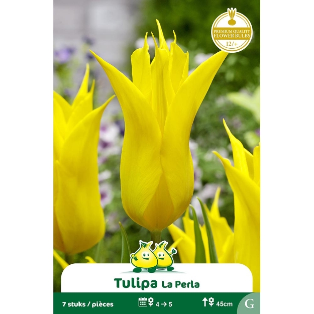 Image de Paquet FLEUR DE LIS LA PERLA G cal :12/+