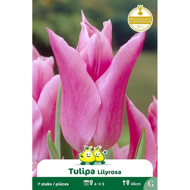 Image de Paquet FLEUR DE LIS LILY ROSA G cal :12/+
