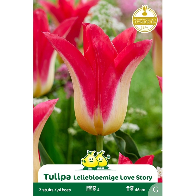 Image de Paquet FLEUR DE LIS LOVE STORY cal :12/+