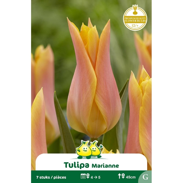 Image de Paquet FLEUR DE LIS MARIANNE G cal :12/+