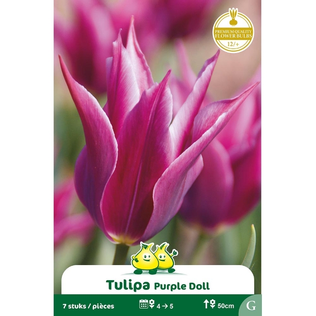 Image de Paquet FLEUR DE LIS PURPLE DOLL G cal :12/+