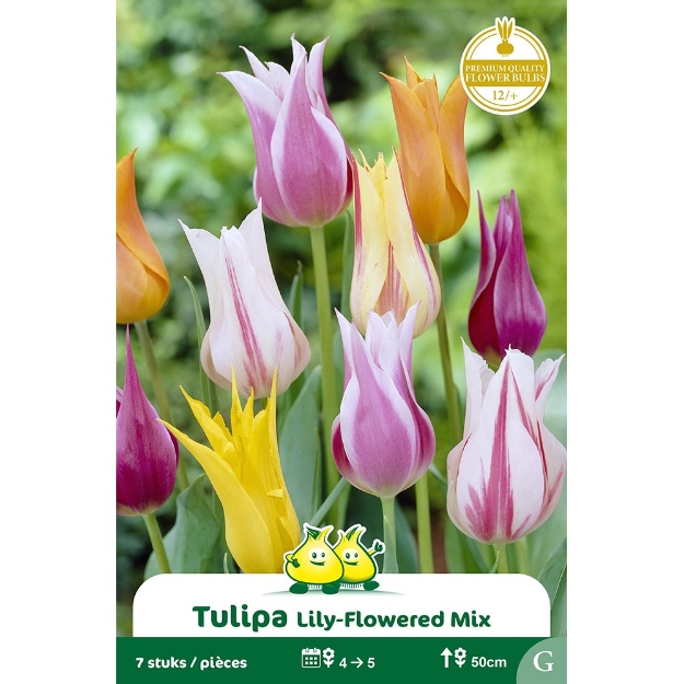 Image de Paquet FLEUR DE LIS MIX  cal :12/+