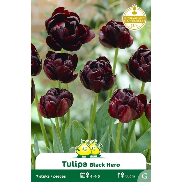 Image de Paquet TULIPES DOUBLE BLACK HERO  G cal :12/+