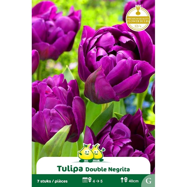 Image de Paquet TULIPES DOUBLE NEGRITA  G cal :12/+