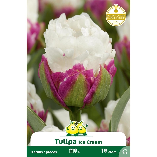 Image de Paquet TULIPES ICE CREAM  cal :11/+