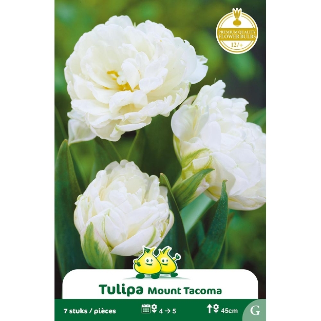 Image de Paquet TULIPES DOUBLE MOUNT TACOMA   cal :12/+