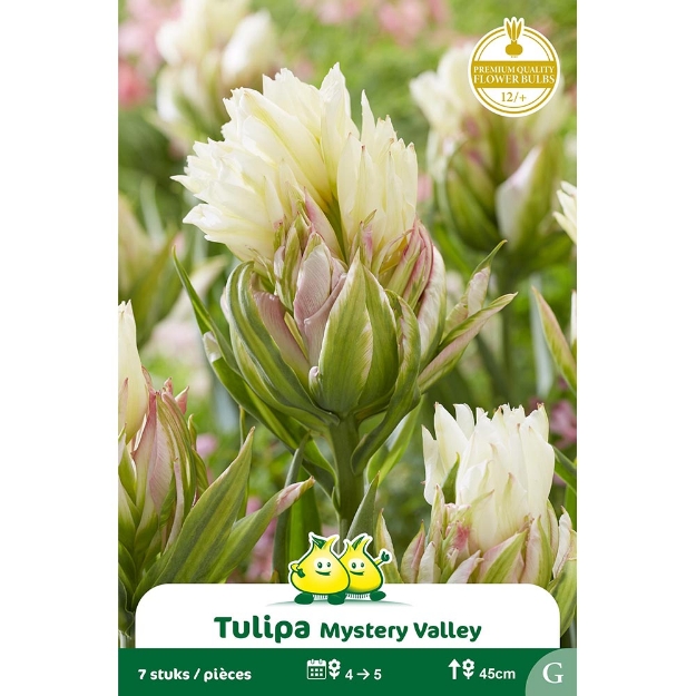 Image de Paquet TULIPES MYSTERY VALLEY cal :12/+