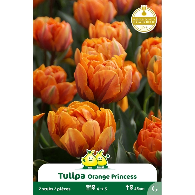 Image de Paquet TULIPES DOUBLE ORANGE PRINCESS  G cal :12/+