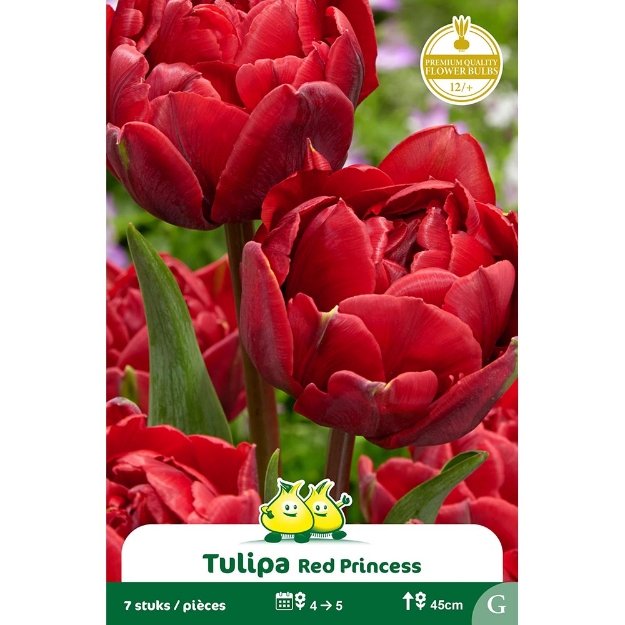 Image de Paquet TULIPES DOUBLE RED PRINCESS  G cal :12/+