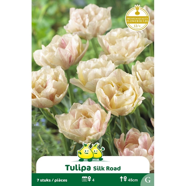 Image de Paquet TULIPES DOUBLE SILK ROAD    cal :12/+