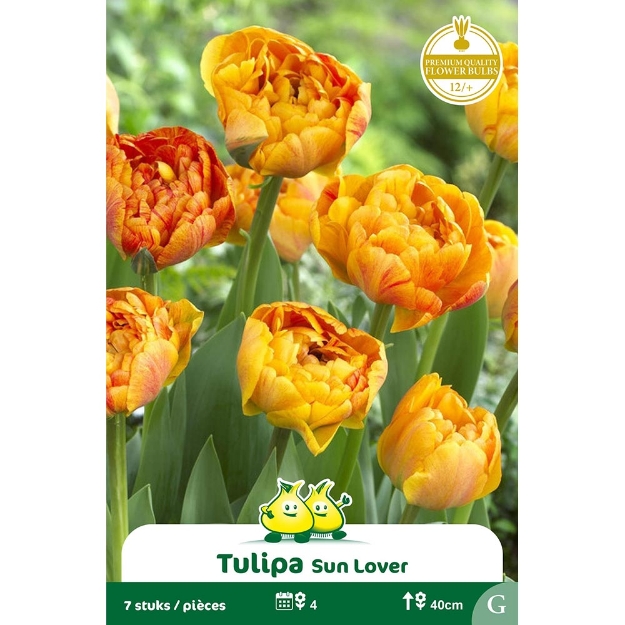 Image de Paquet TULIPES DOUBLE SUN LOVER  G cal :12/+