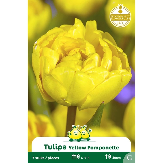 Image de Paquet TULIPES YELLOW POMPONETTE  G cal :12/+