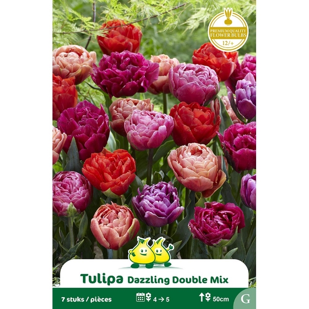 Image de Paquet TULIPES DOUBLE DAZZLING MIX    cal :12/+