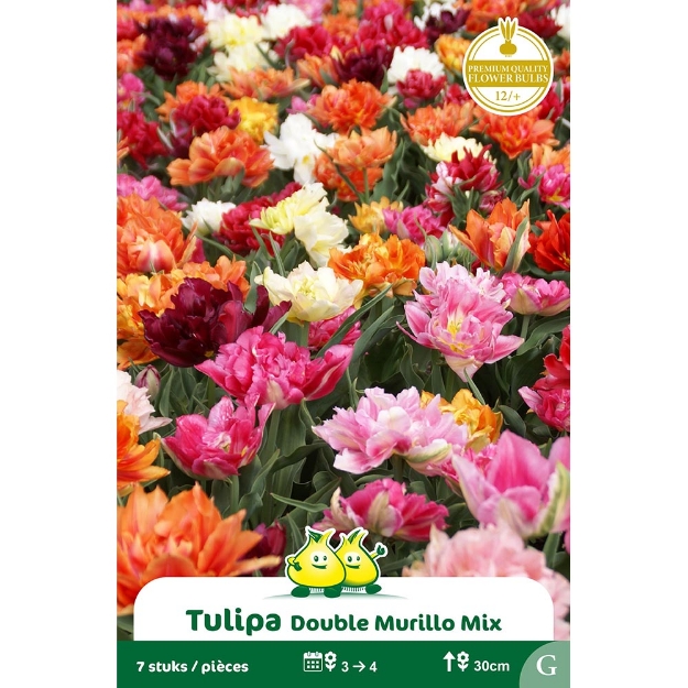 Image de Paquet TULIPES DOUBLE HATIVE MIX    cal :12/+
