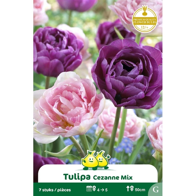 Image de Paquet TULIPES DUO ANGELIQUE LILAC PERFECTION cal :12/+