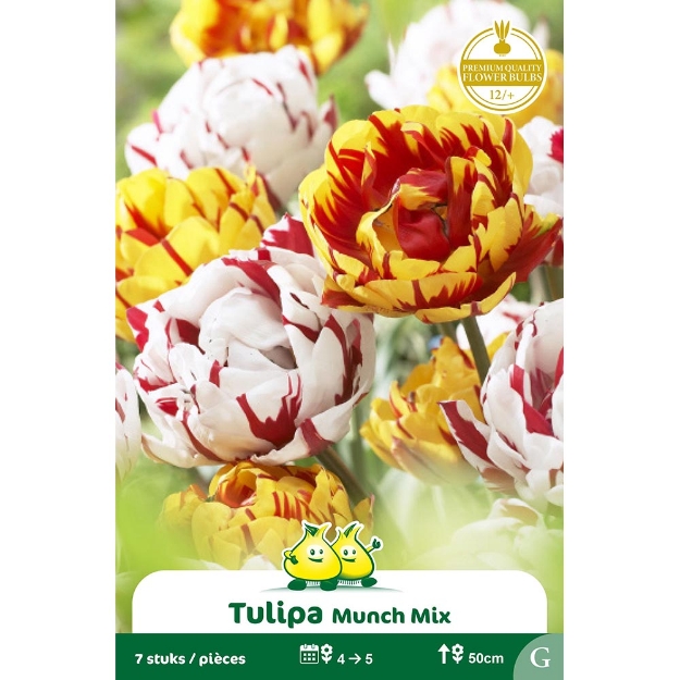 Image de Paquet TULIPES DUO CARNAVAL DE NICE-GOLDEN NI cal :12/+