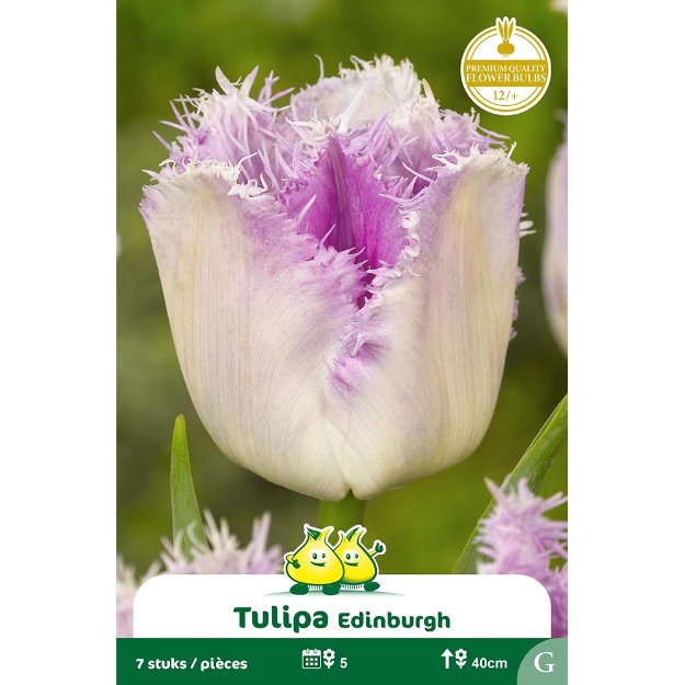 Image de Paquet TULIPES EDINGBURG G cal :12/+