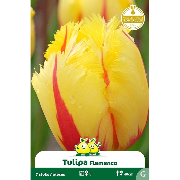 Image de Paquet TULIPES FLAMENCO G cal :12/+