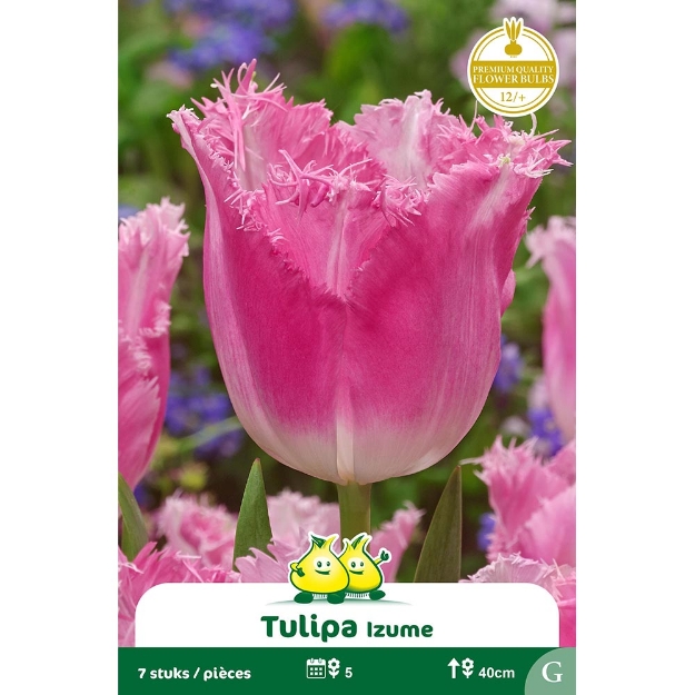 Image de Paquet TULIPES IZUMI G cal :12/+