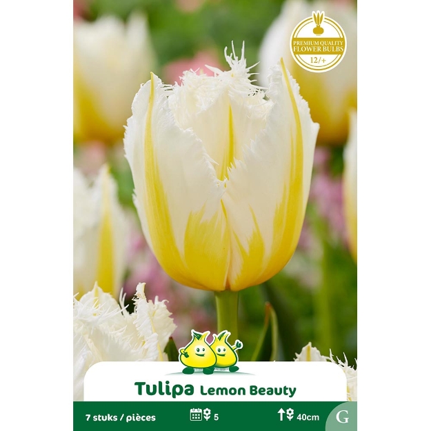 Image de Paquet TULIPES LEMON BEAUTY cal :12/+
