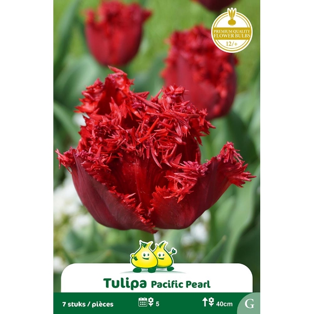 Image de Paquet TULIPES PACIFIC PEARL G cal :12/+