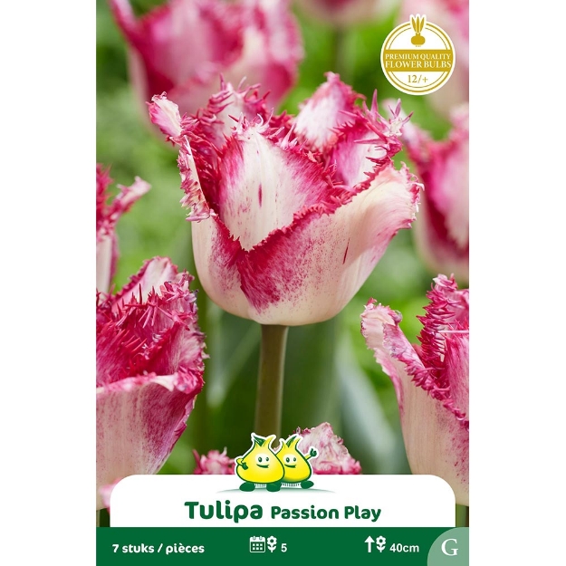 Image de Paquet TULIPES PASSION PLAY cal :12/+