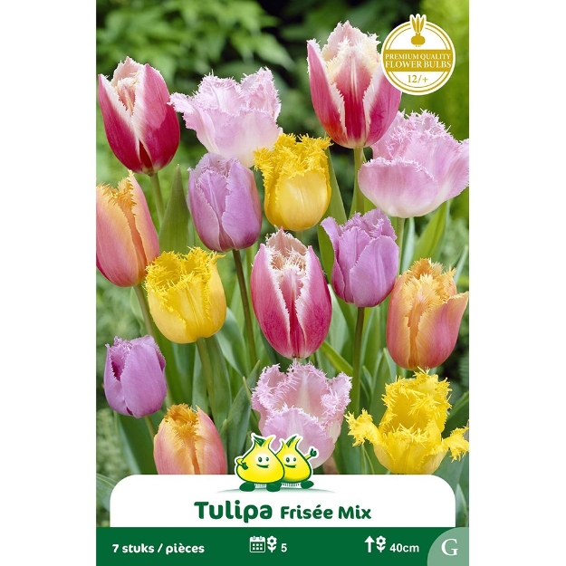 Image de Paquet FRISSEE MIX   cal :12/+