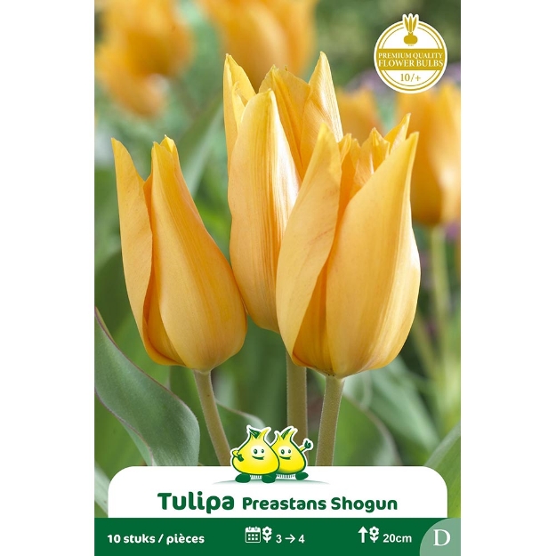 Image de Paquet TULIPES BOUQUET SHOGUN  cal :12/+