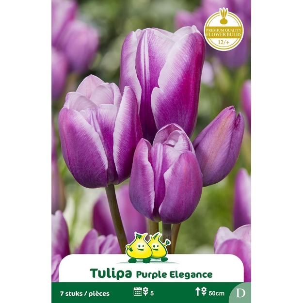 Image de Paquet BOUQUETTE PURPLE ELEGANCE  D cal :12/+