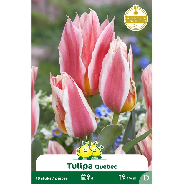Image de Paquet TULIPES BOUQUET QUEBEC  cal :12/+