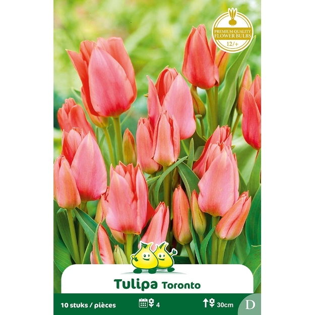 Image de Paquet TULIPES BOUQUET TORONTO  cal :12/+