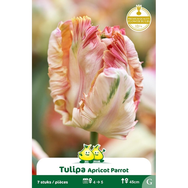 Image de Paquet TULIPES APRICOT PARROT G cal :12/+