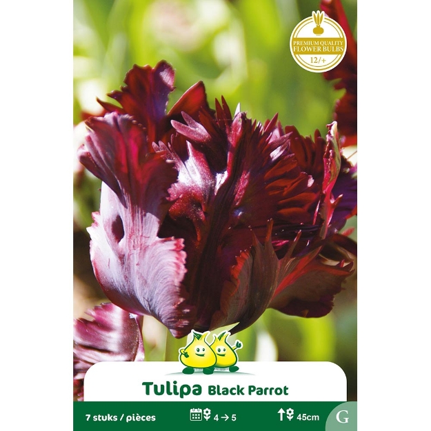 Image de Paquet PEROQUET BLACK PARROT  cal :12/+