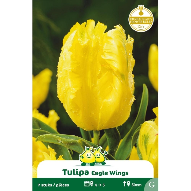 Image de Paquet TULIPES EAGLE WINGS G cal :12/+