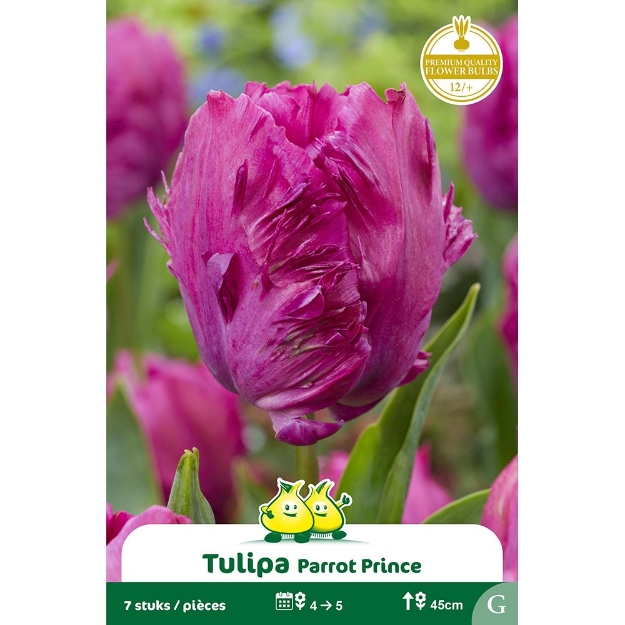 Image de Paquet TULIPES PARROT PRINCE G cal :12/+
