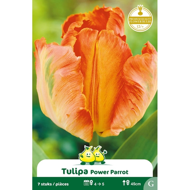 Image de Paquet TULIPES POWER PARROT G cal :12/+