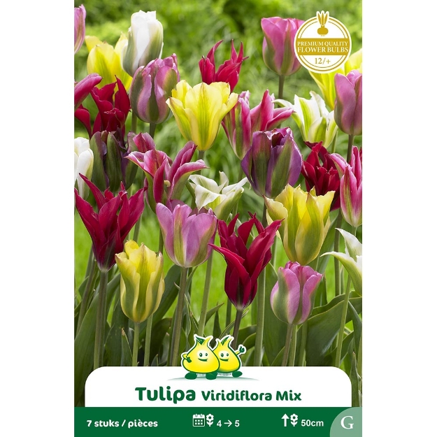 Image de Paquet VIRIDIFLORA MIX   cal :12/+