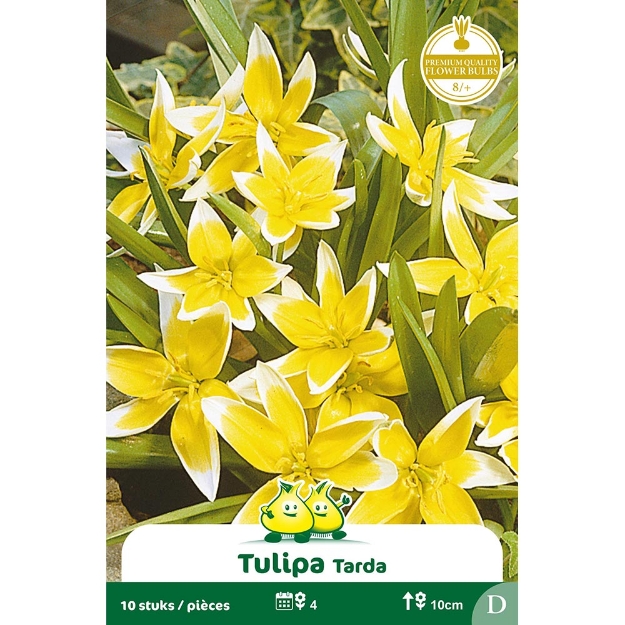 Image de Paquet TULIPE  TARDA  cal :8/+