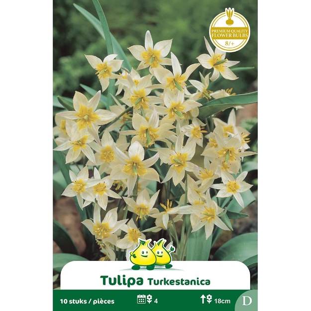 Image de Paquet TULIPE  TURKESTANICA  cal :8/+