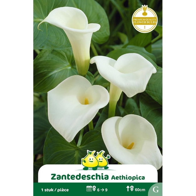 Image de Paquet ZANTEDESCHIA AETHIOPICA  cal :I