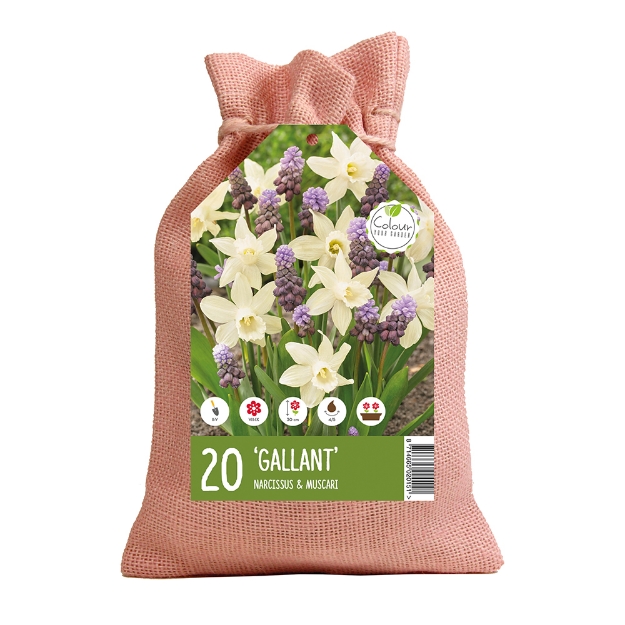Image de JUTE GALLANT cal :I
