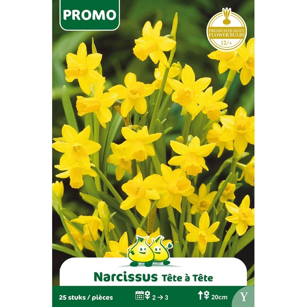 Image de Paquet NARCIS 25 ST TETE A TETE Y cal :12/+