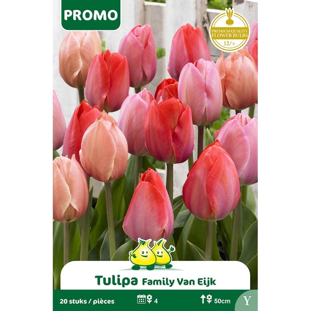 Image de ZAKJES TULPEN 20 ST FAMILY VAN EIJK   Y cal :12/+