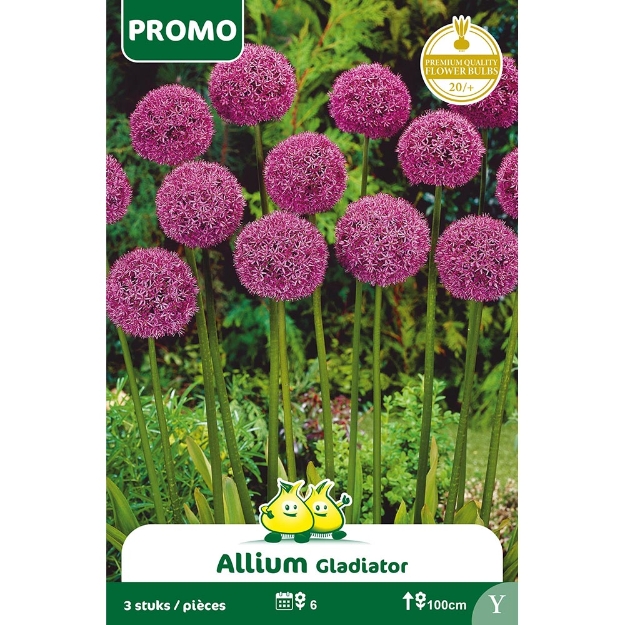 Image de Paquet ALLIUM GLADIATOR 3 pieces cal :20/+