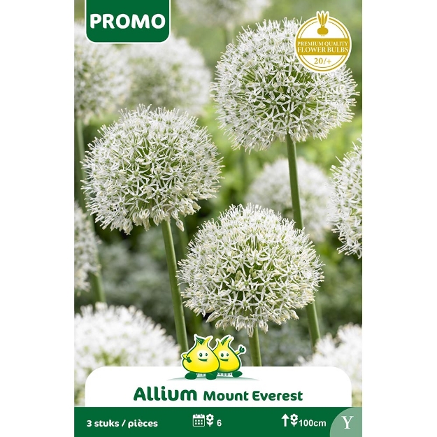 Image de Paquet ALLIUM MOUNT EVEREST 3 pieces cal :20/+
