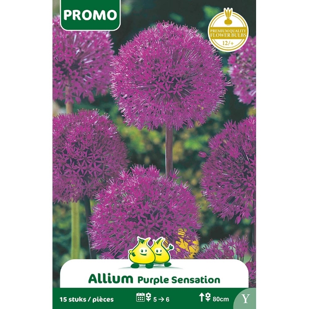 Image de Paquet ALLIUM PURPLE SENSATION 15 PIECES Y cal :12/+