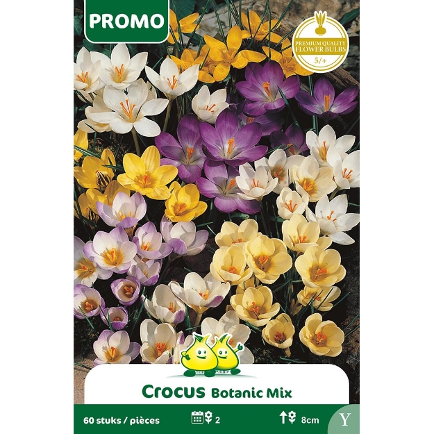 Image de Paquet BOTANIQUE CROCUS MIX 60P.  Y cal :6/+