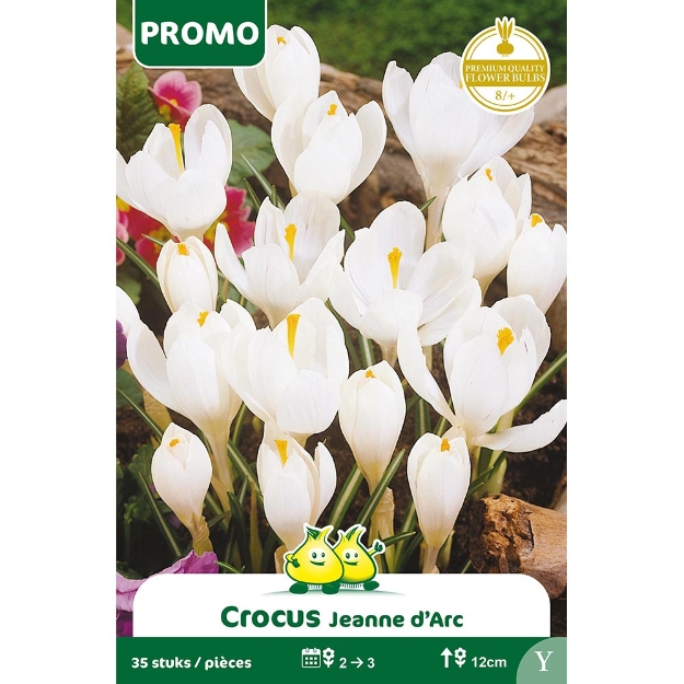 Image de Paquet CROCUS BLANC 35 ST  Y cal :8/+