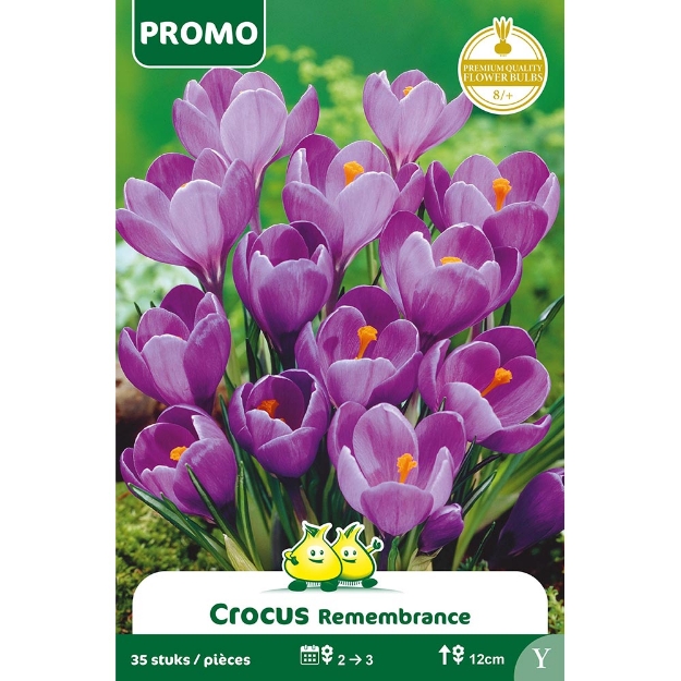 Image de Paquet CROCUS BLUE 35 ST  Y cal :8/+